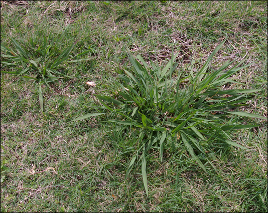 Picture 1_Dallisgrasspng